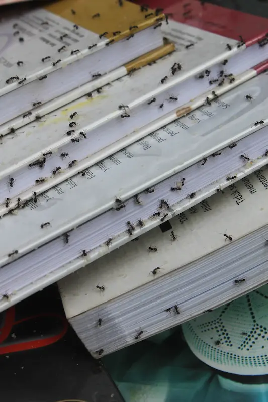 Ant colony walking across a stack of books, ready for Advanced Pest Control's residential extermination services.